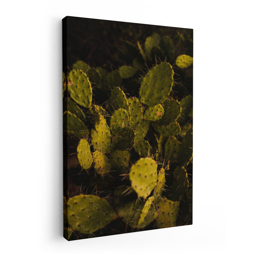 Nopal