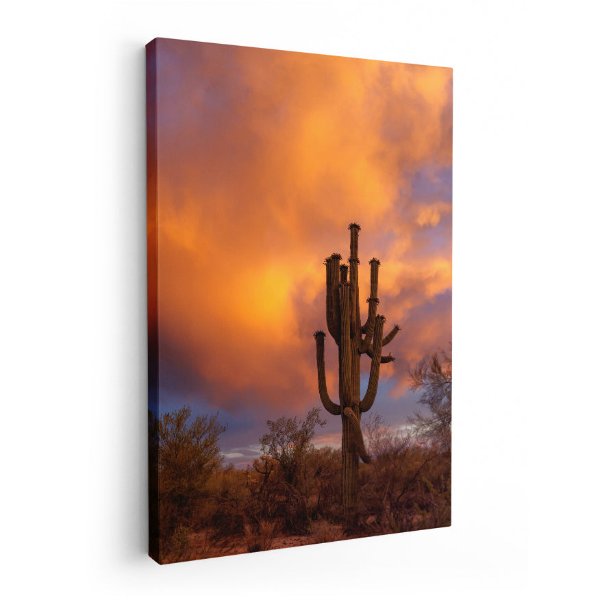 Saguaro al Atardecer