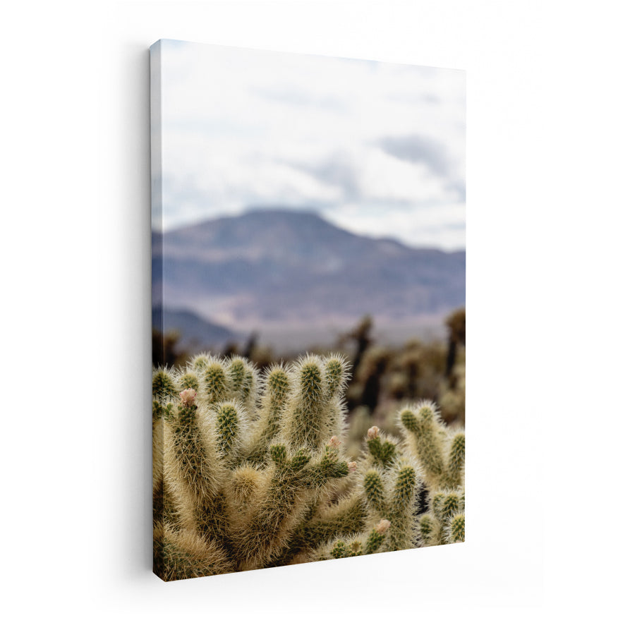 Cactus en el Desierto