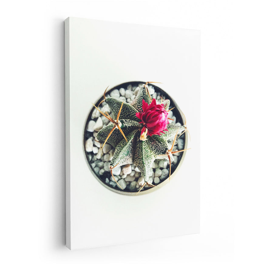 Cactus con Flor