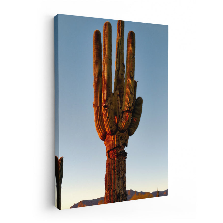 Saguaro