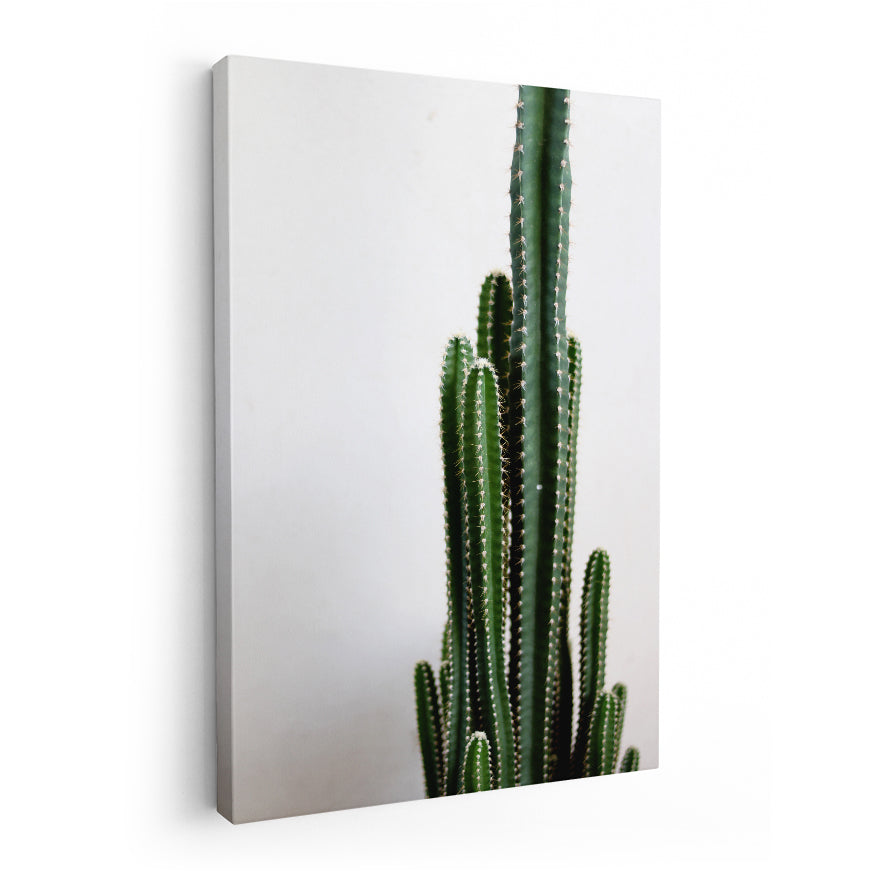Cactus Largo