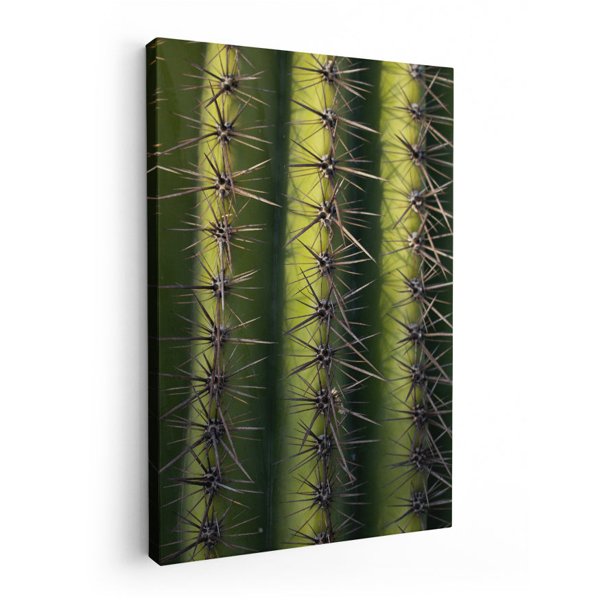 Saguaro Gigante