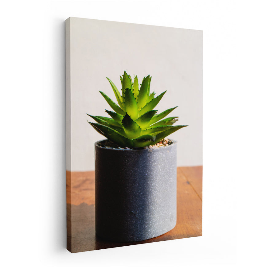 Aloe