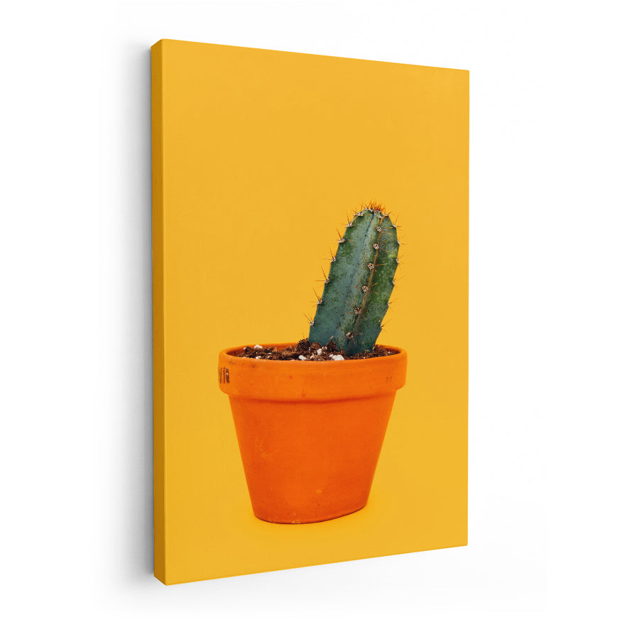 Cactus San Pedro