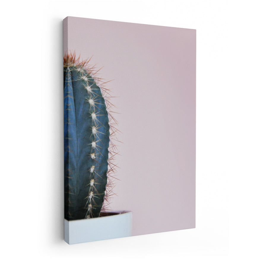 Cactus San Pedro
