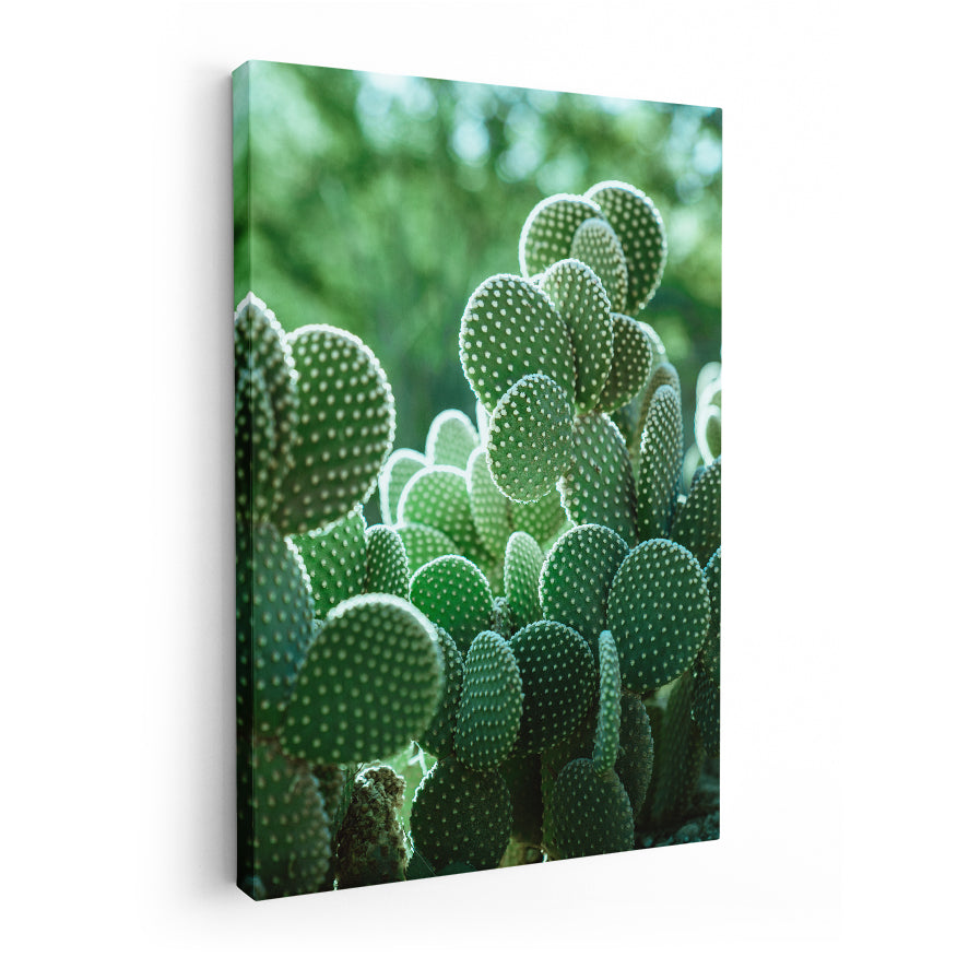 Nopales de Espina Blanca