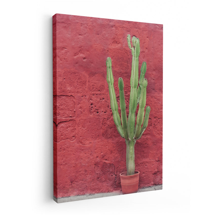 Cereus