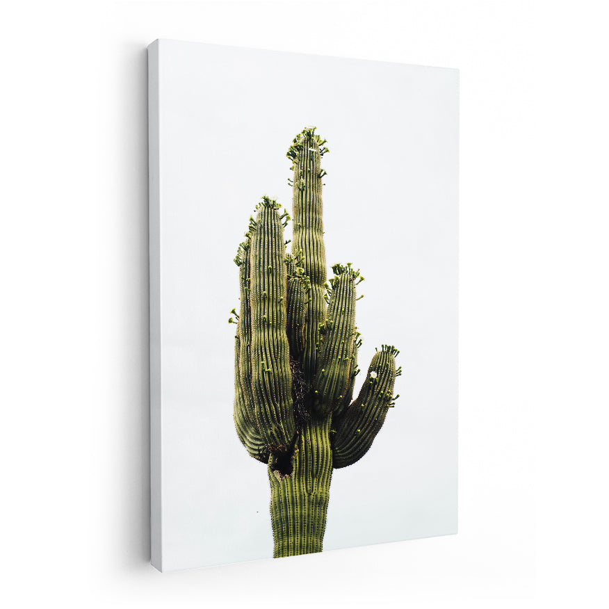 Saguaro