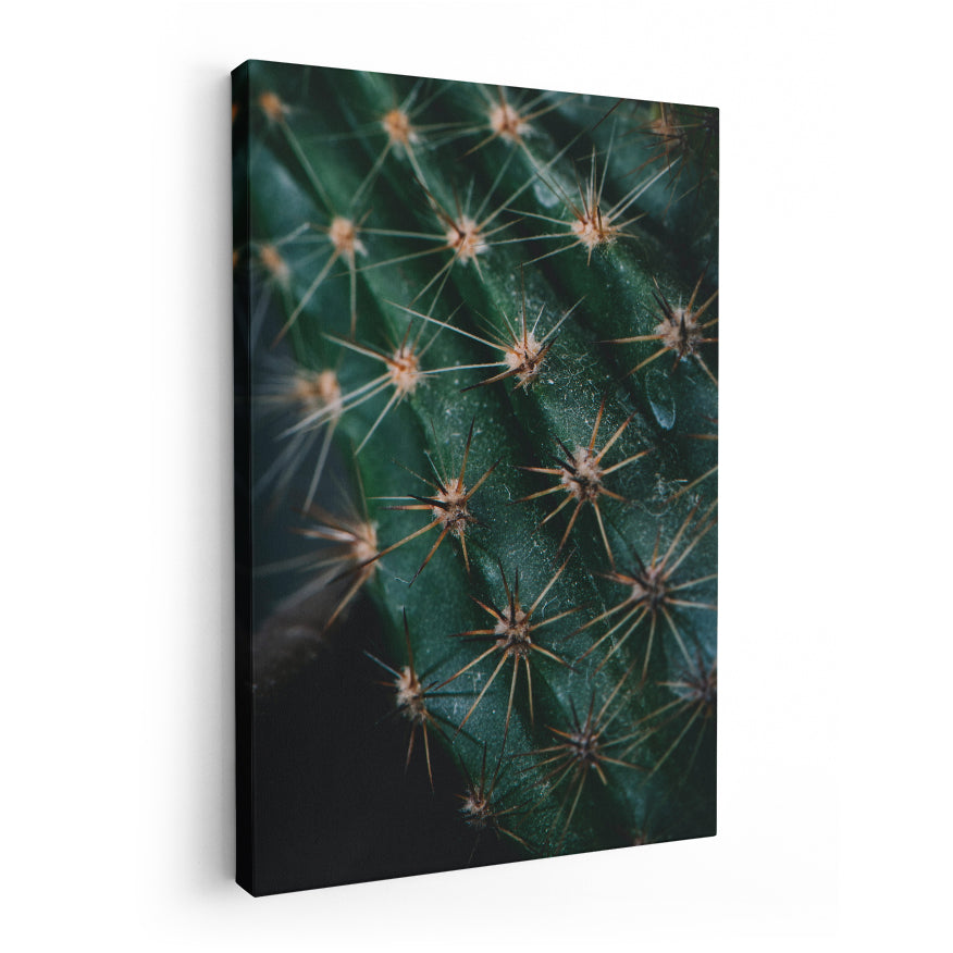 Espinas de Cactus