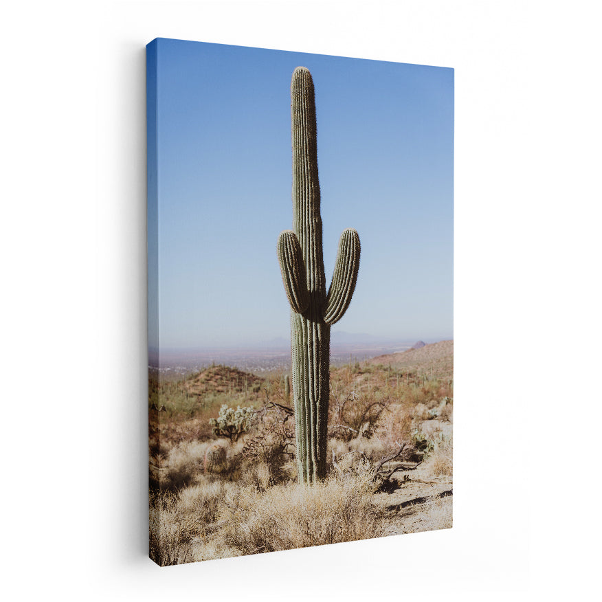 Saguaro