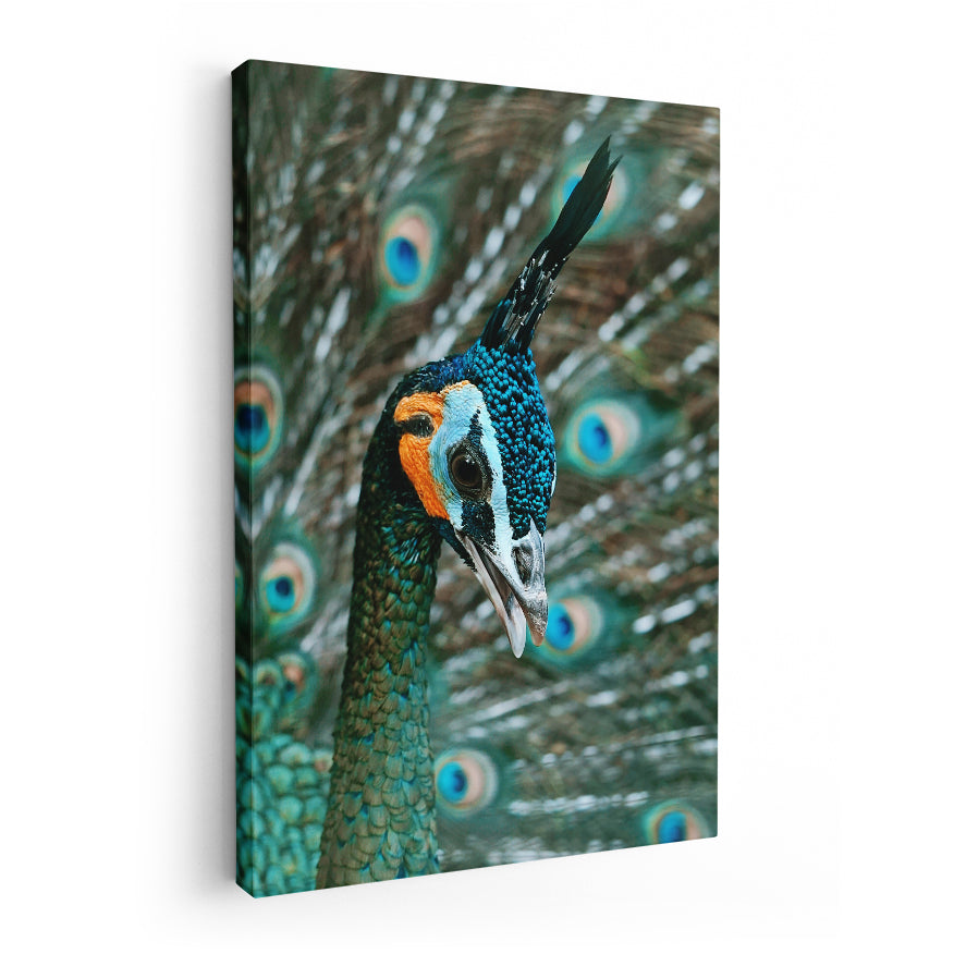 Pavo Real Cuelliverde