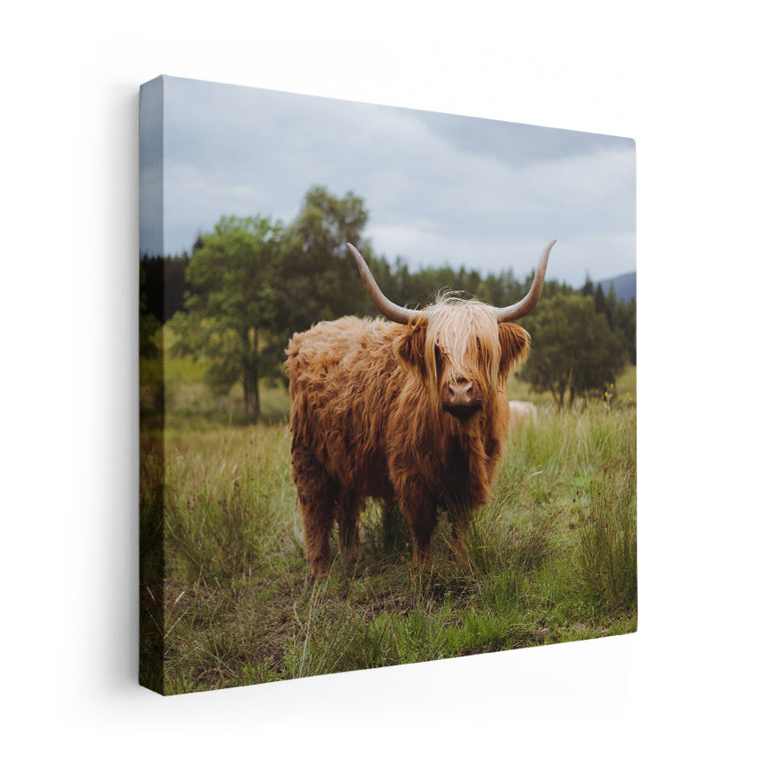 Vaca de las Tierras Altas