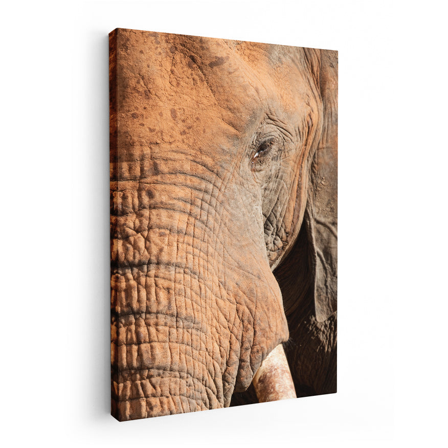 Rostro Elefante