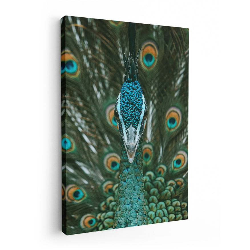 Pavo Real Cuelliverde