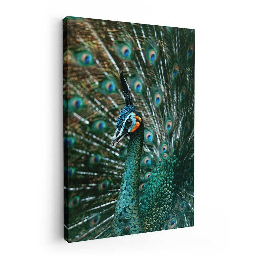 Pavo Real Cuelliverde
