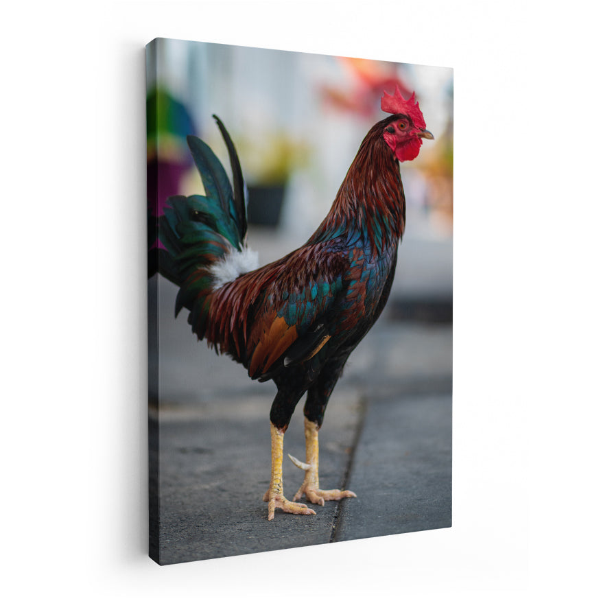 Gallo