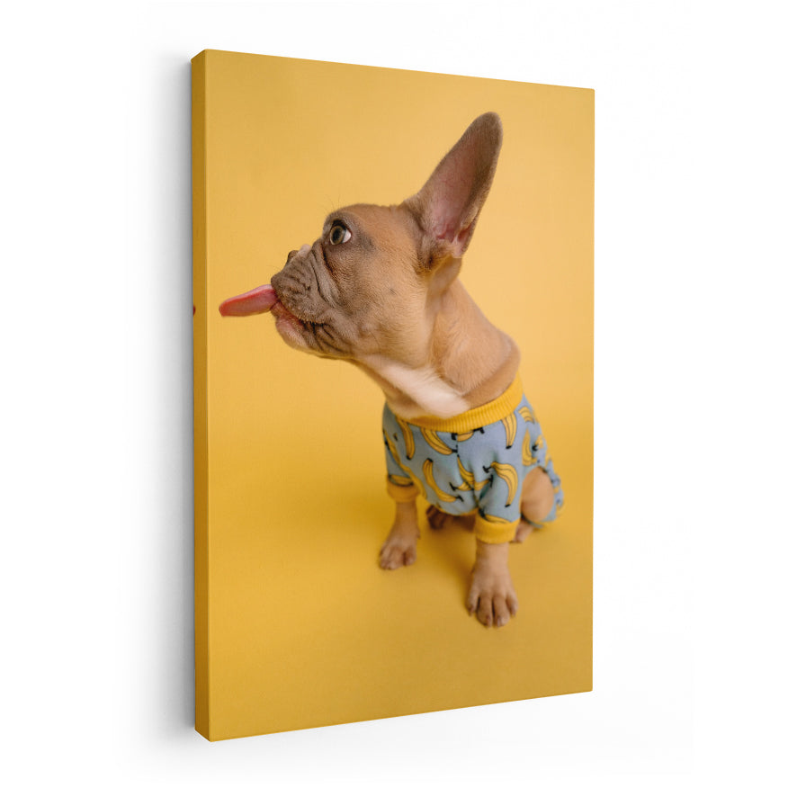 Bulldog Francés en Playera