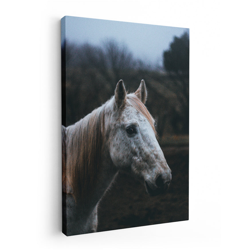 Rostro de Caballo