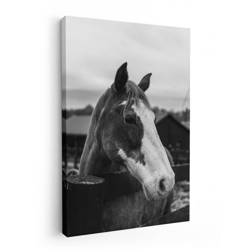Caballo