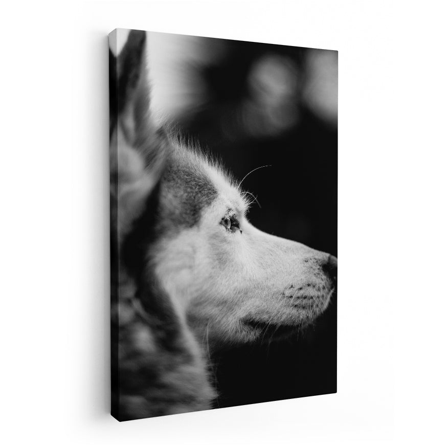 Husky