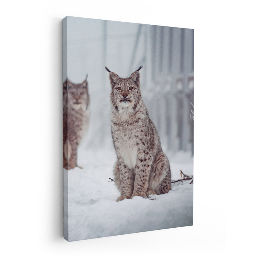 Linces en la Nieve