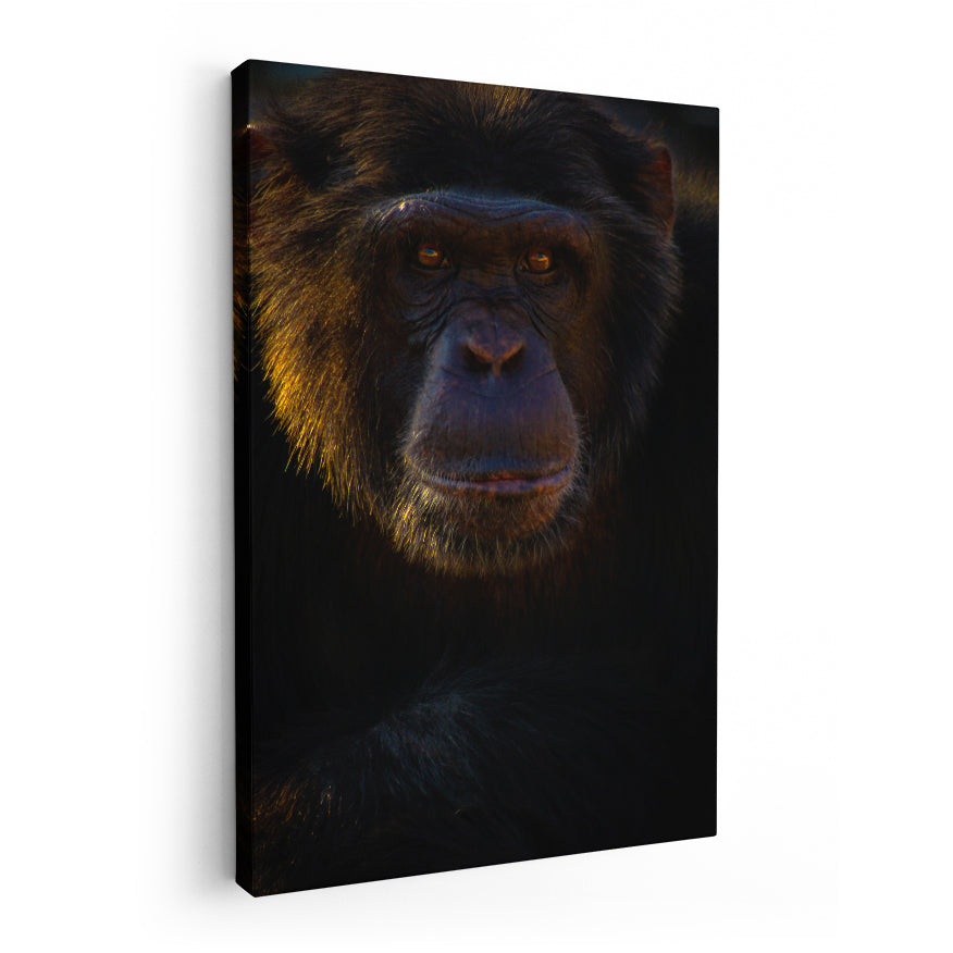 Chimpancé
