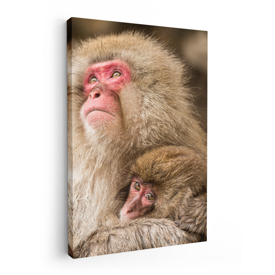 Macaco Japonés