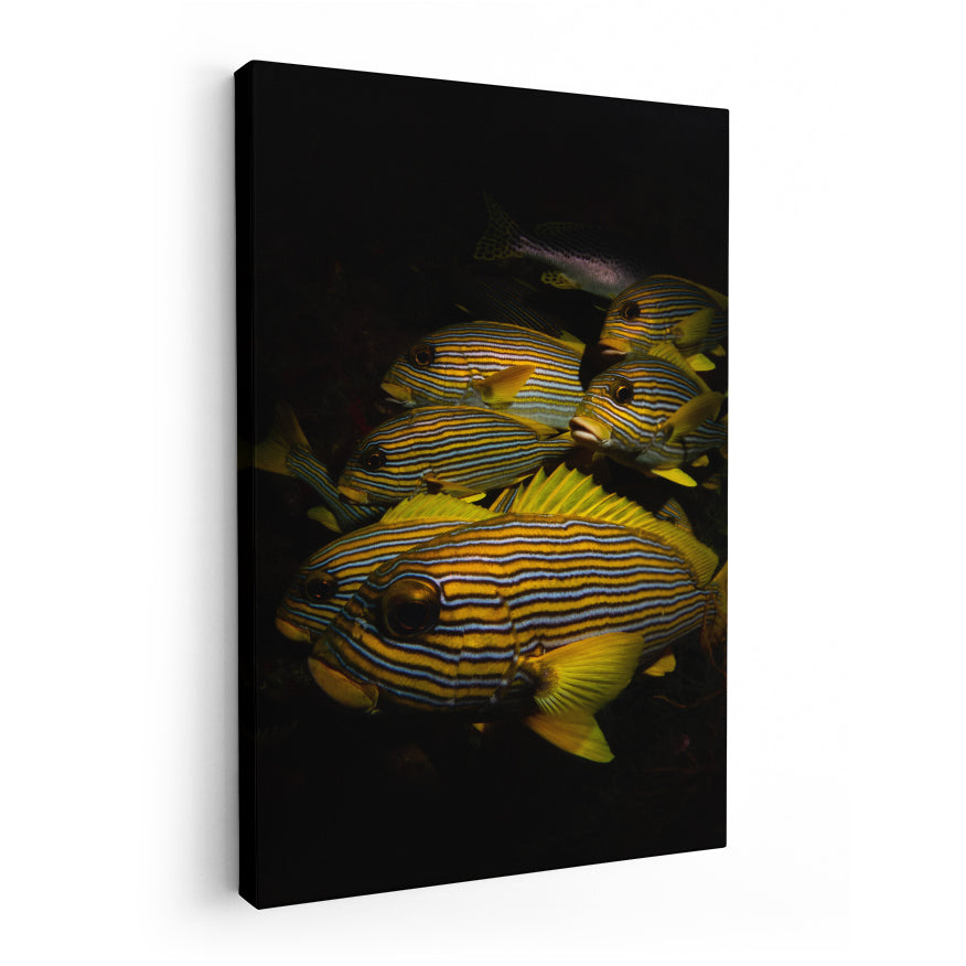 Peces de Colores