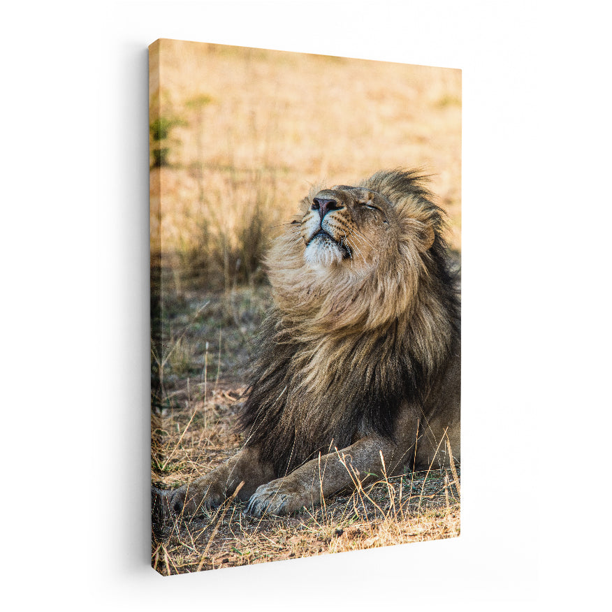 El León y el Viento