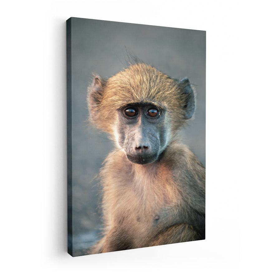 Macaco