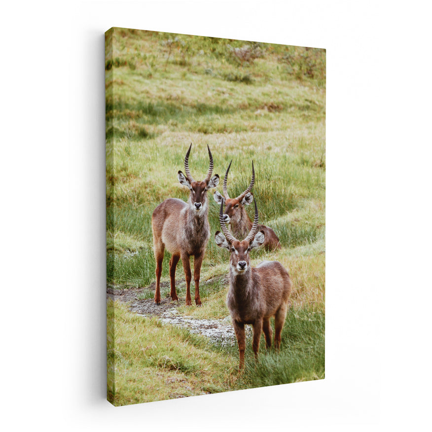 Machos Waterbuck