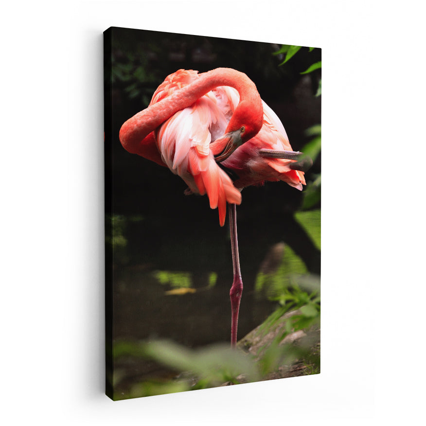 Flamenco Rosa