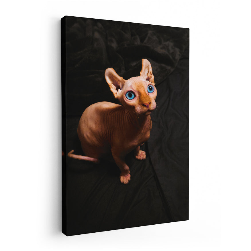 Sphynx