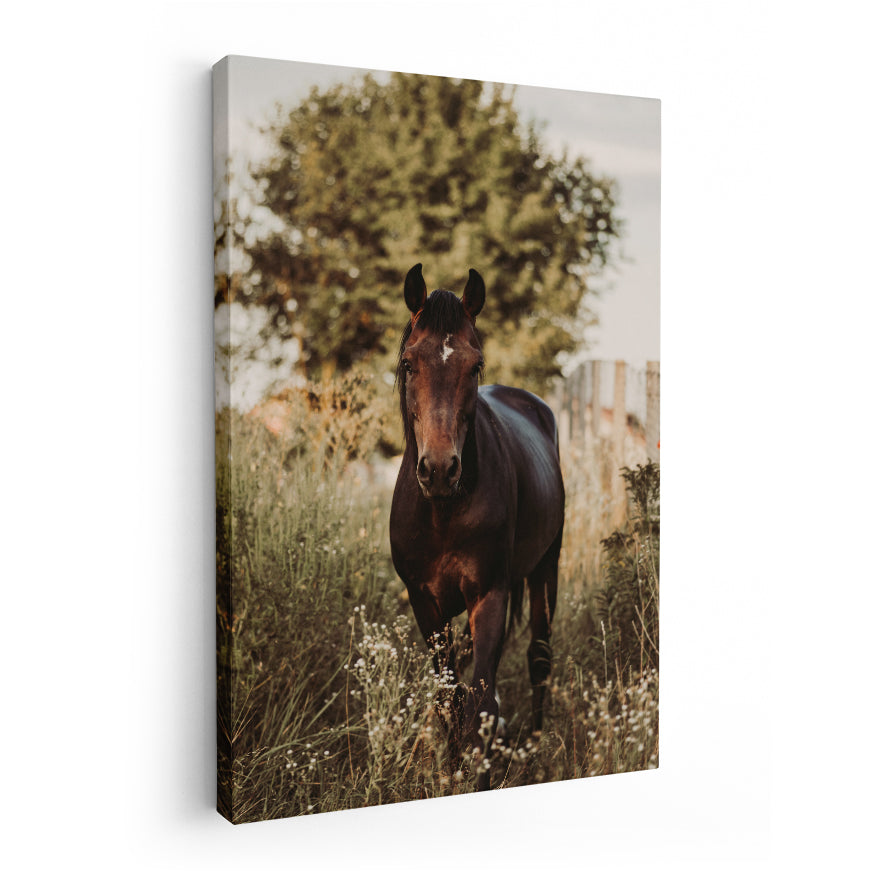 Caballo