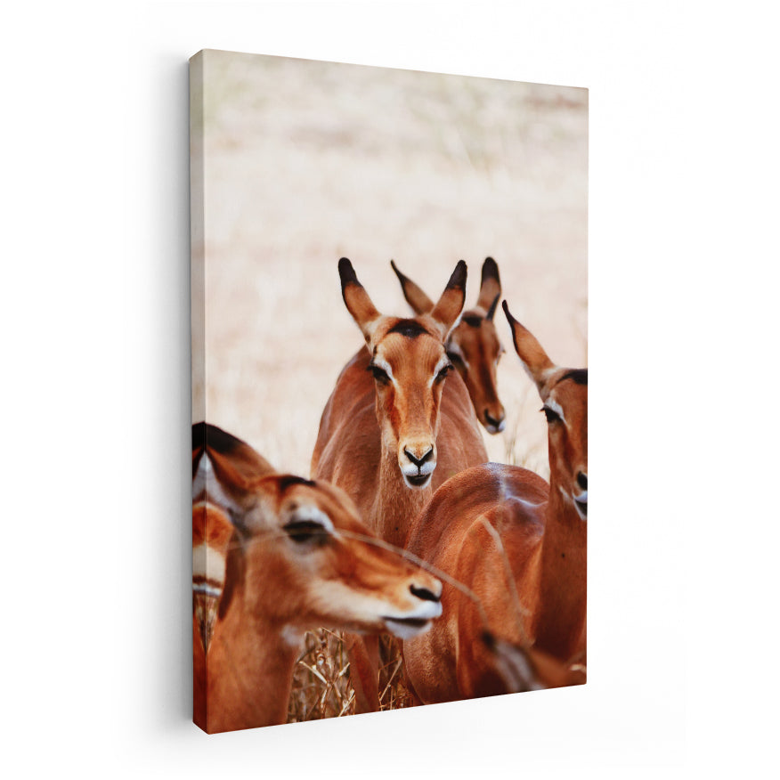 Impala Hembras