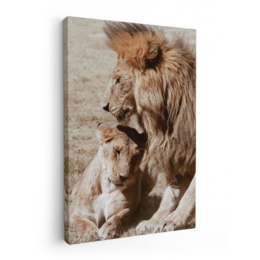 Pareja de Leones