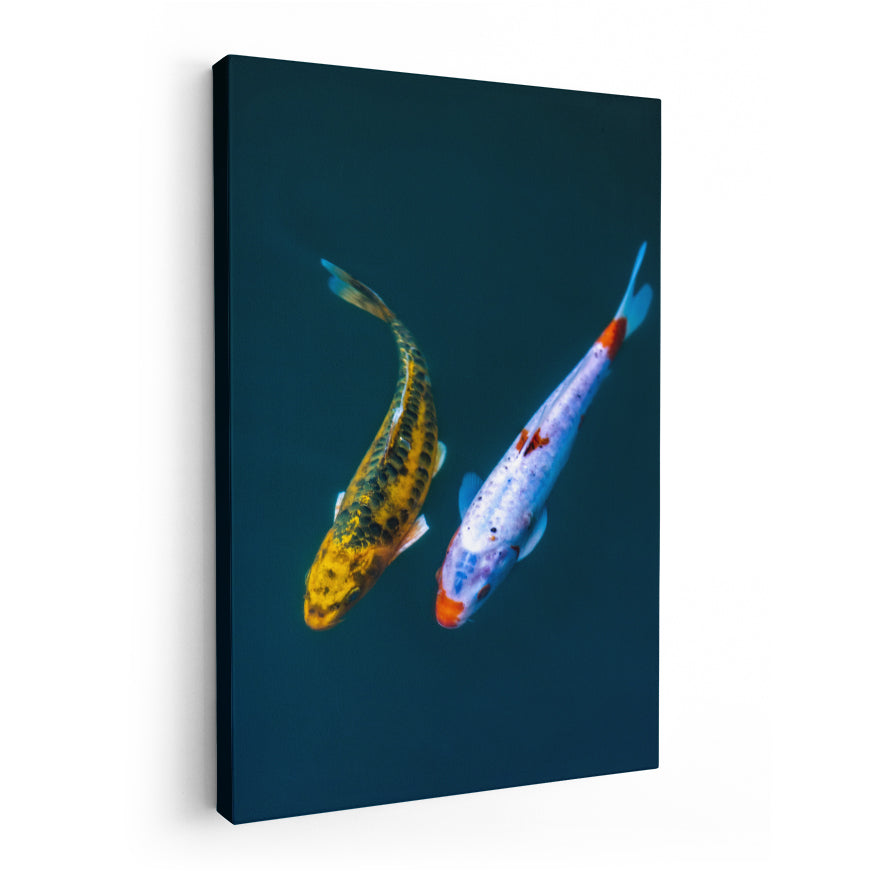 Carpas Koi