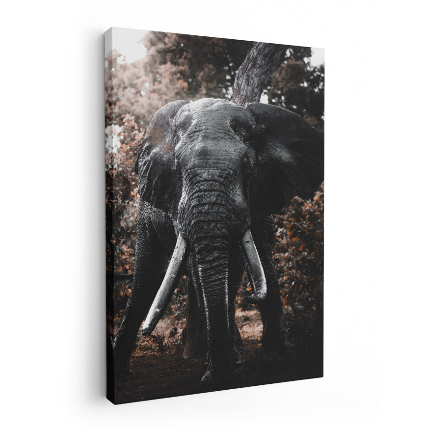 Elefante