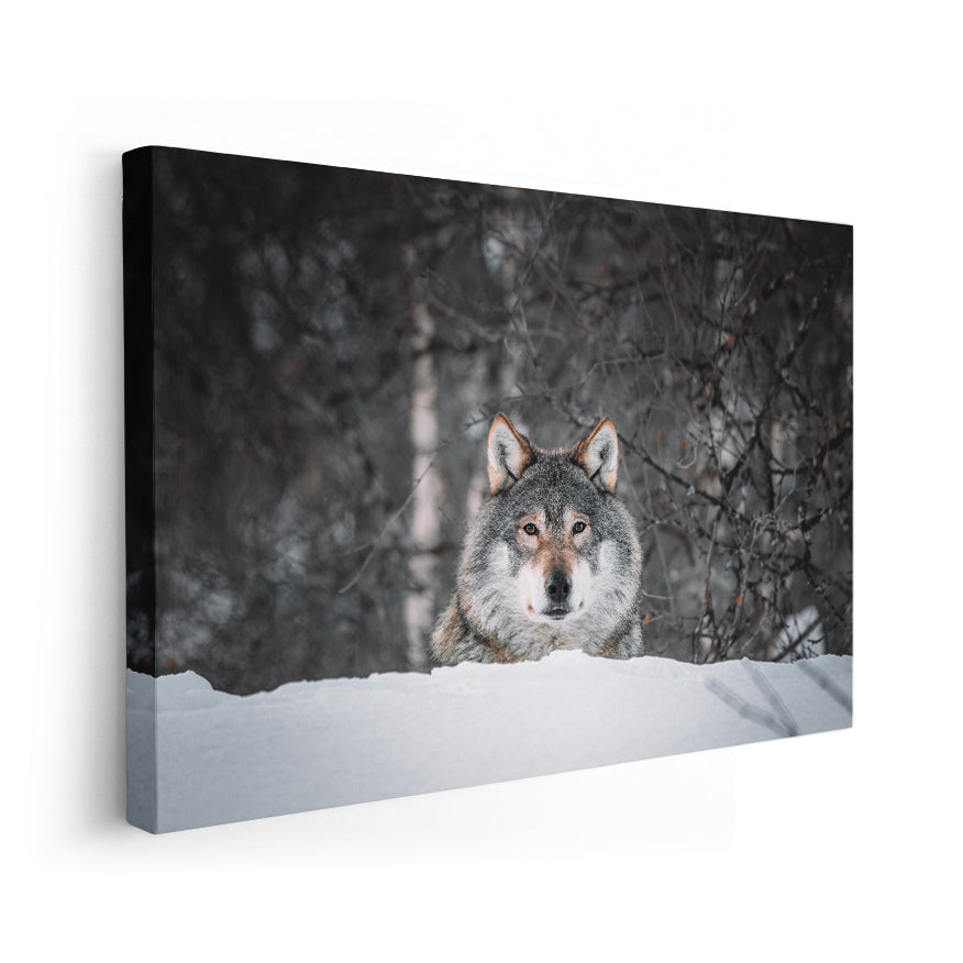 Lobo