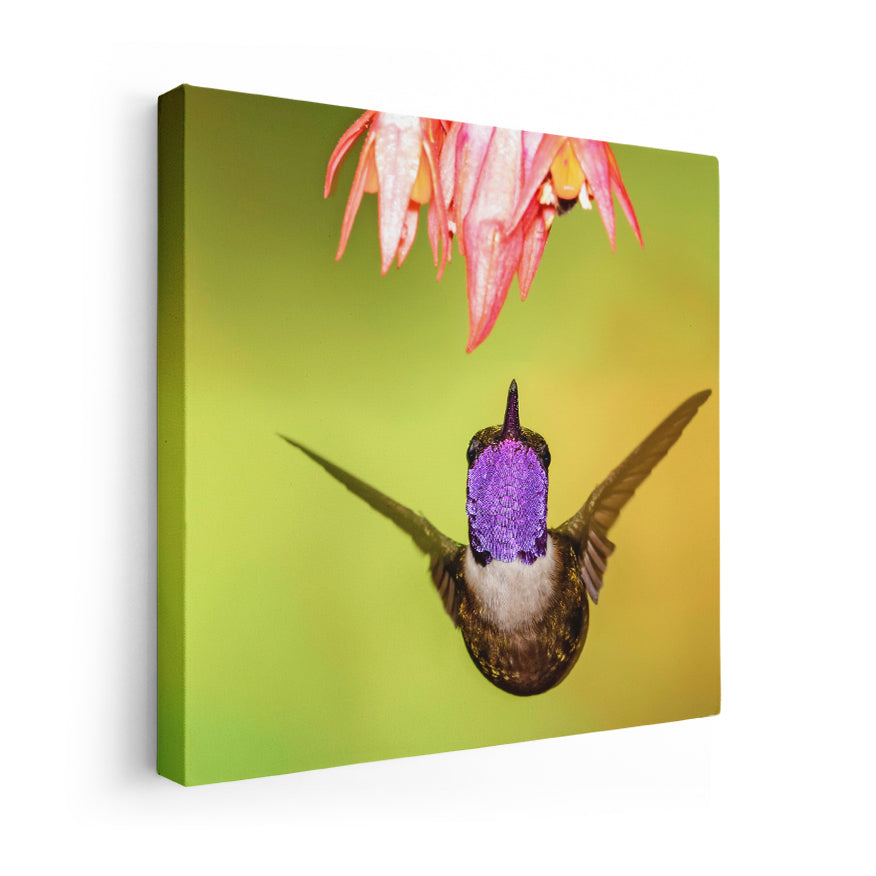 Colibrí