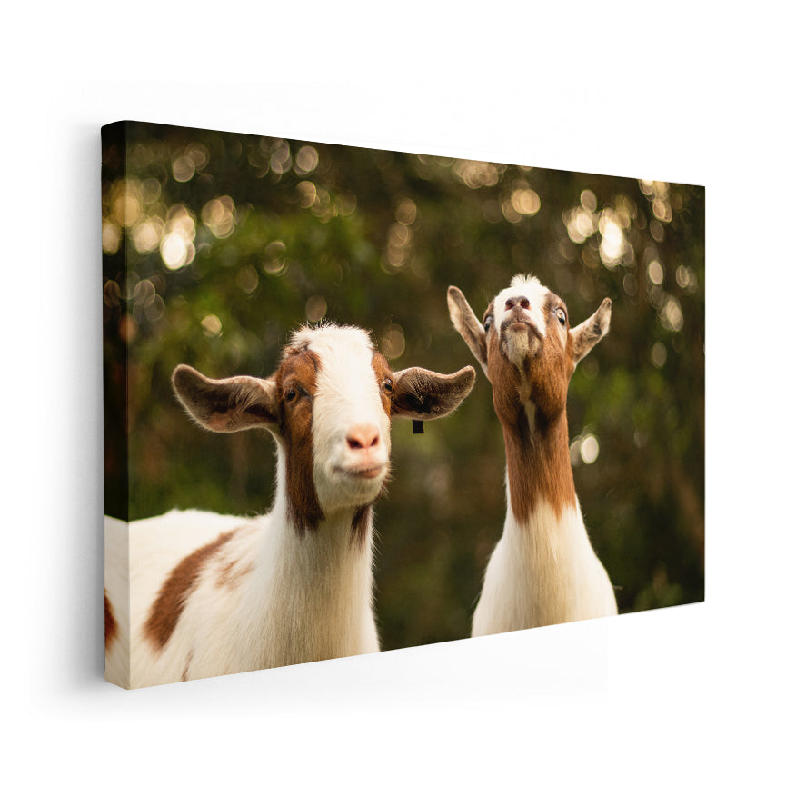 Cabras