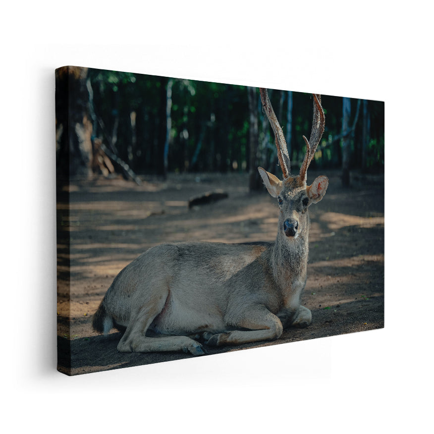Venado Descansando