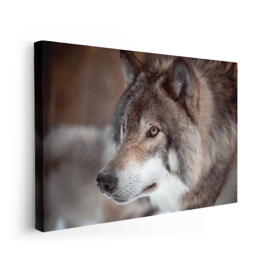 Lobo