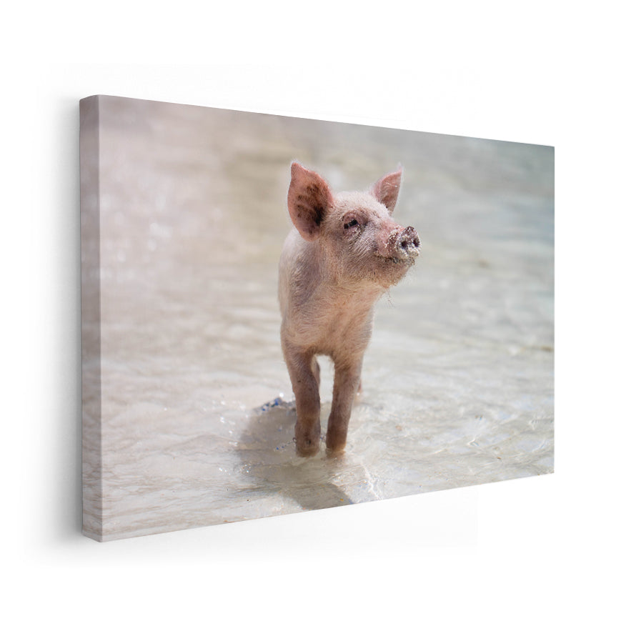 Cerdo en la Playa