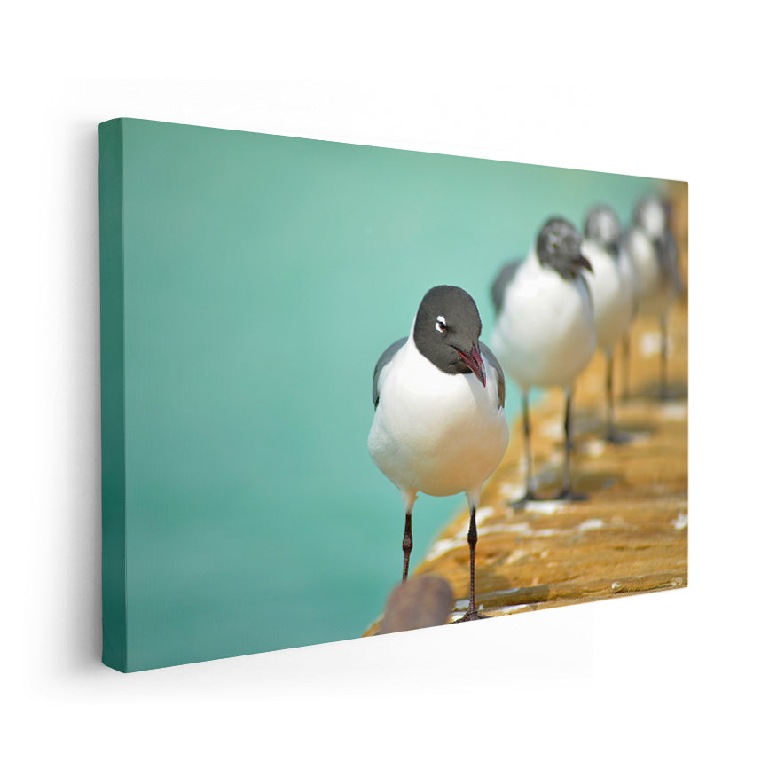 Gaviota Reidora