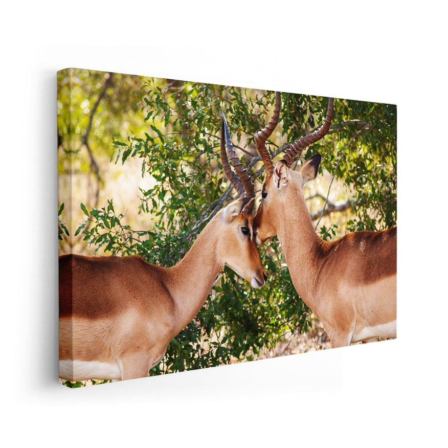 Impala