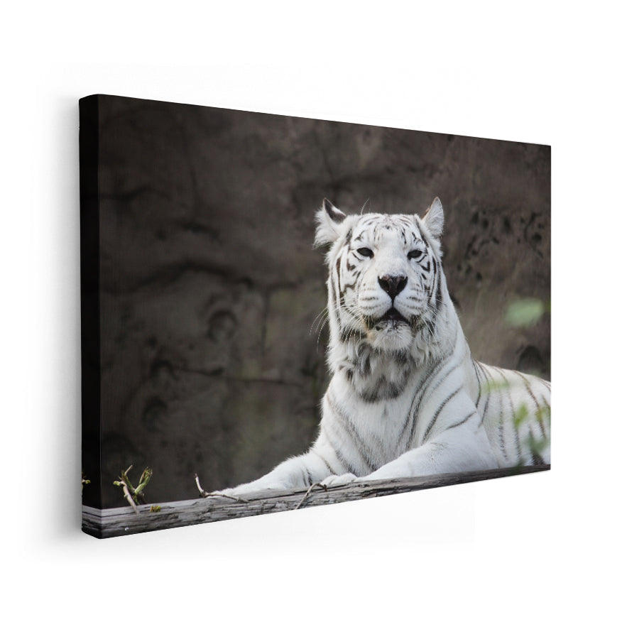 Tigre Albino