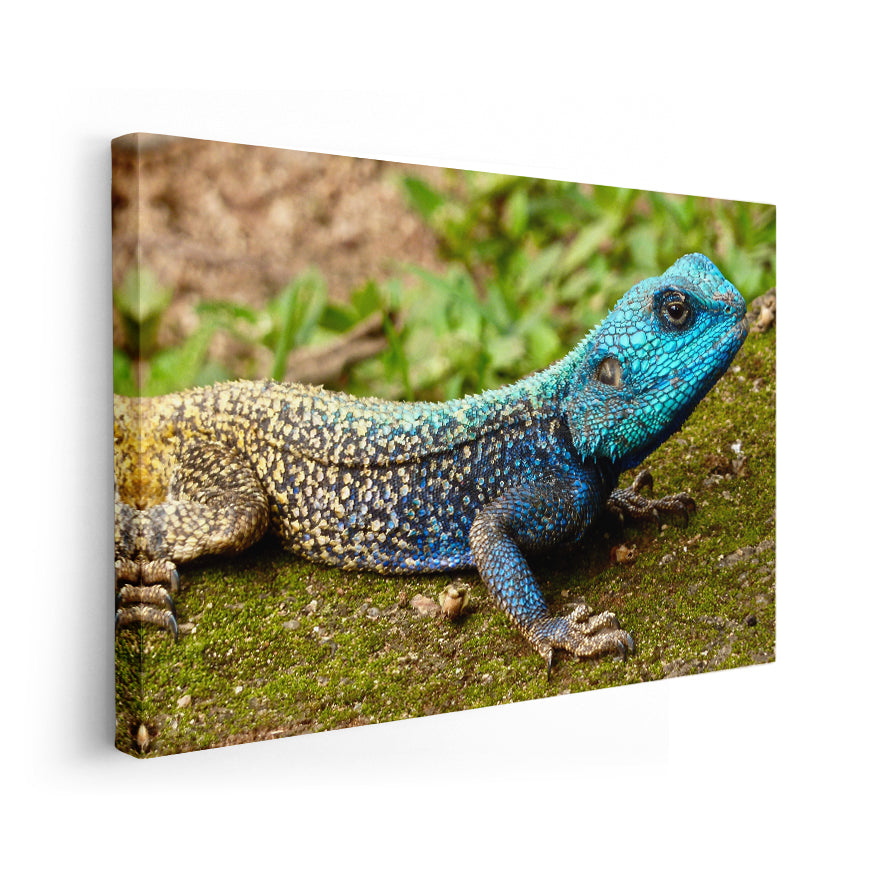 Agama de Cabeza Azul