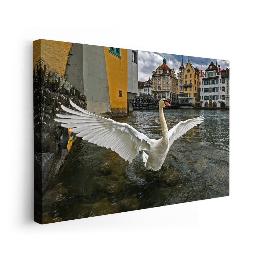 Cisne Blanco